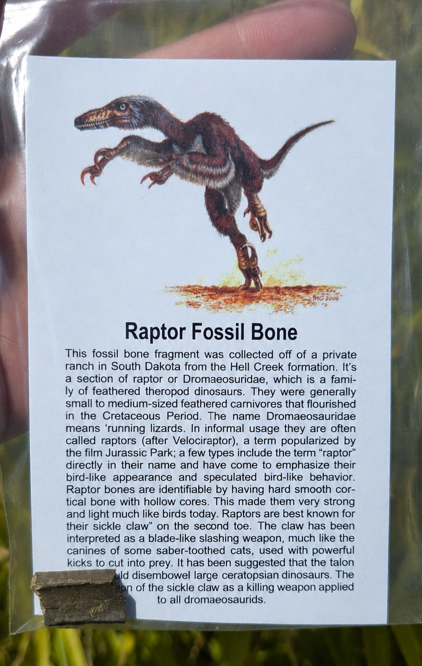 Raptor Fossil Bone Segment