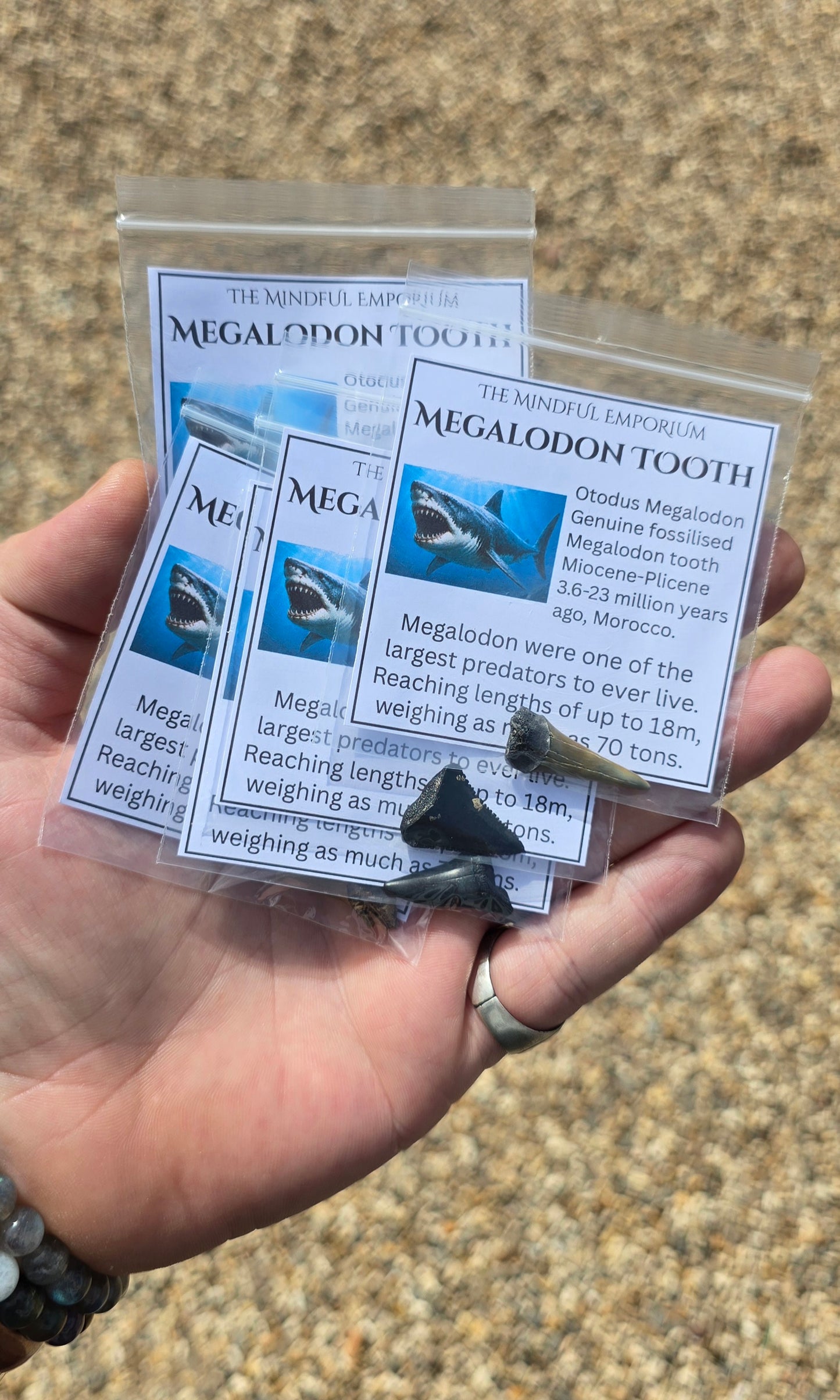 Megalodon Fossil Tooth Bag