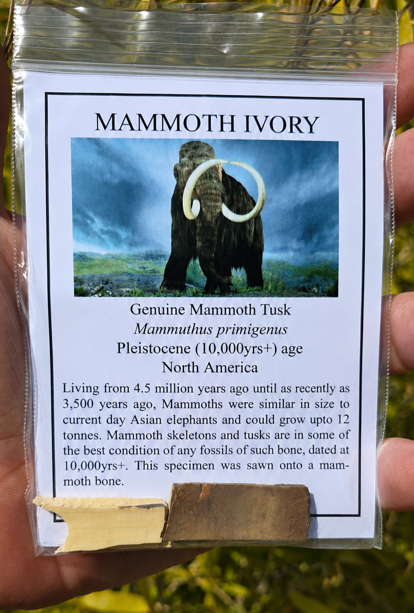 Mammoth Ivory