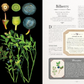 100 Plants That Heal - The Illustrated Herbarium of Medicinal Plants
