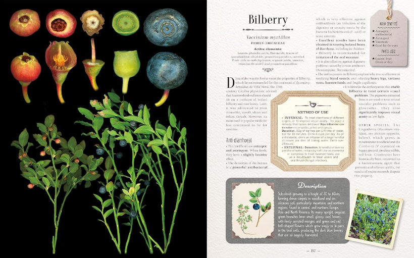 100 Plants That Heal - The Illustrated Herbarium of Medicinal Plants