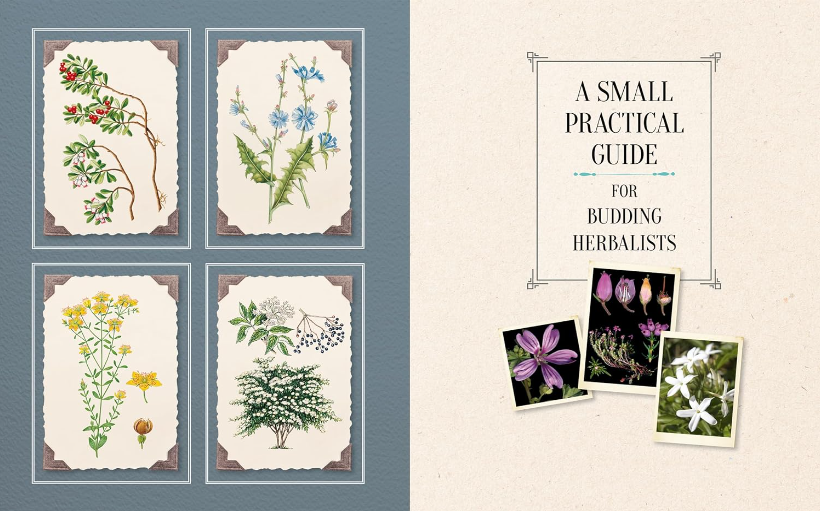 100 Plants That Heal - The Illustrated Herbarium of Medicinal Plants