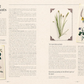 100 Plants That Heal - The Illustrated Herbarium of Medicinal Plants