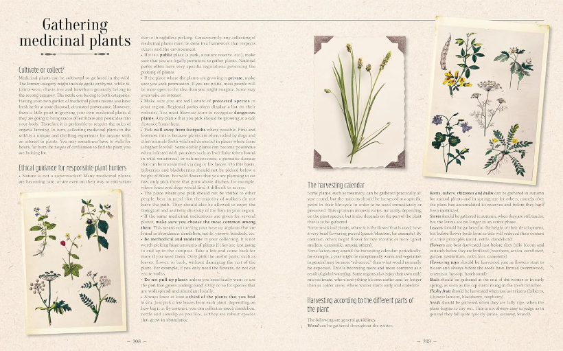 100 Plants That Heal - The Illustrated Herbarium of Medicinal Plants