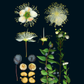100 Plants That Heal - The Illustrated Herbarium of Medicinal Plants