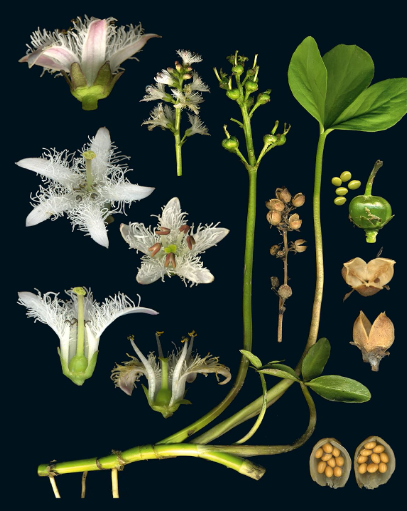 100 Plants That Heal - The Illustrated Herbarium of Medicinal Plants