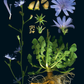 100 Plants That Heal - The Illustrated Herbarium of Medicinal Plants