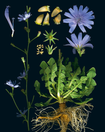 100 Plants That Heal - The Illustrated Herbarium of Medicinal Plants