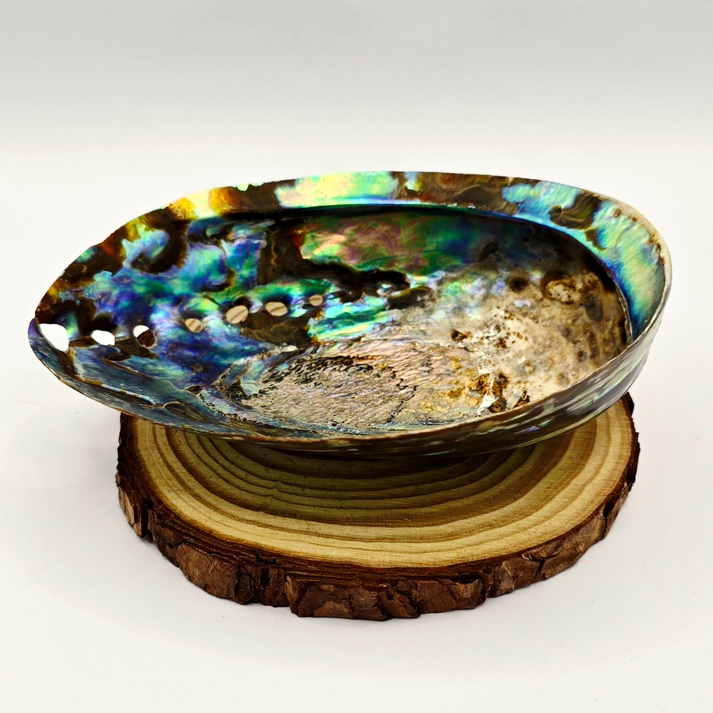 Abalone Shell