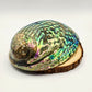 Abalone Shell