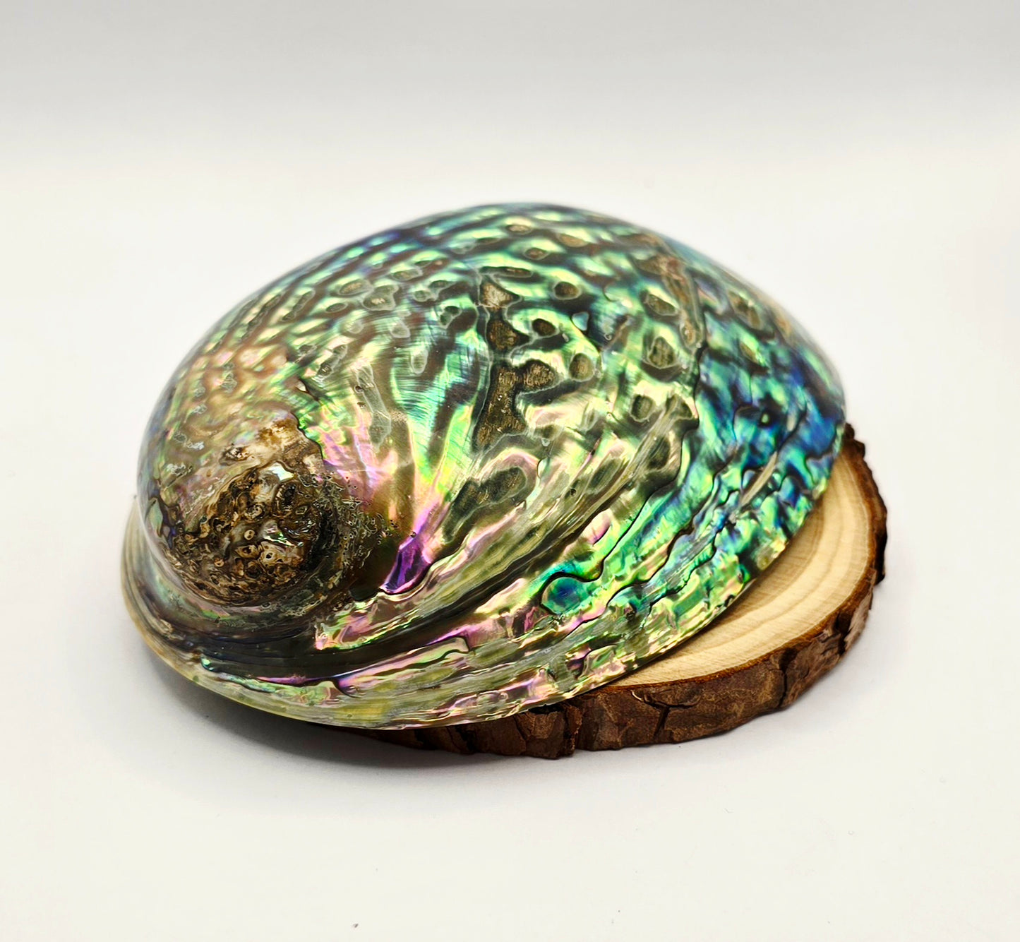 Abalone Shell