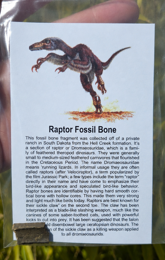 Raptor Fossil Bone Segment