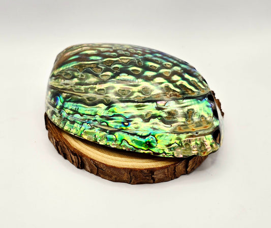 Abalone Shell