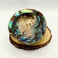 Abalone Shell