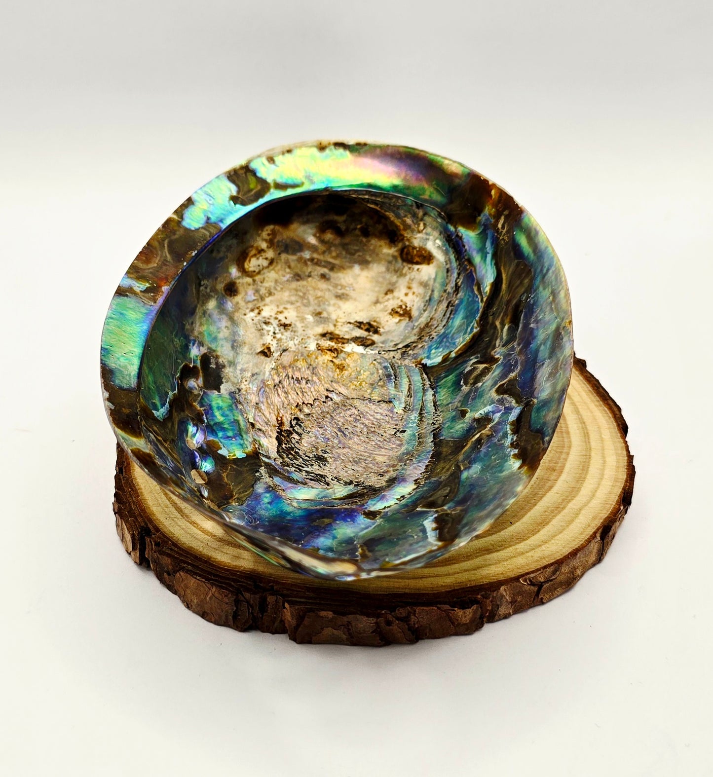 Abalone Shell