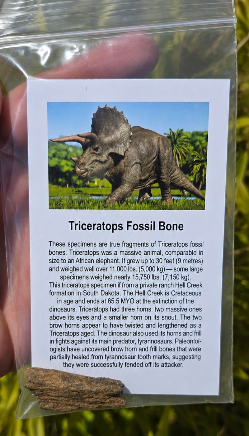 Triceratops Fossil Bone Fragment