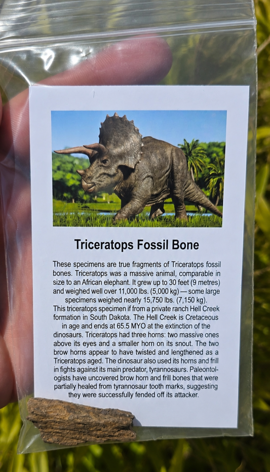 Triceratops Fossil Bone Fragment