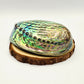 Abalone Shell