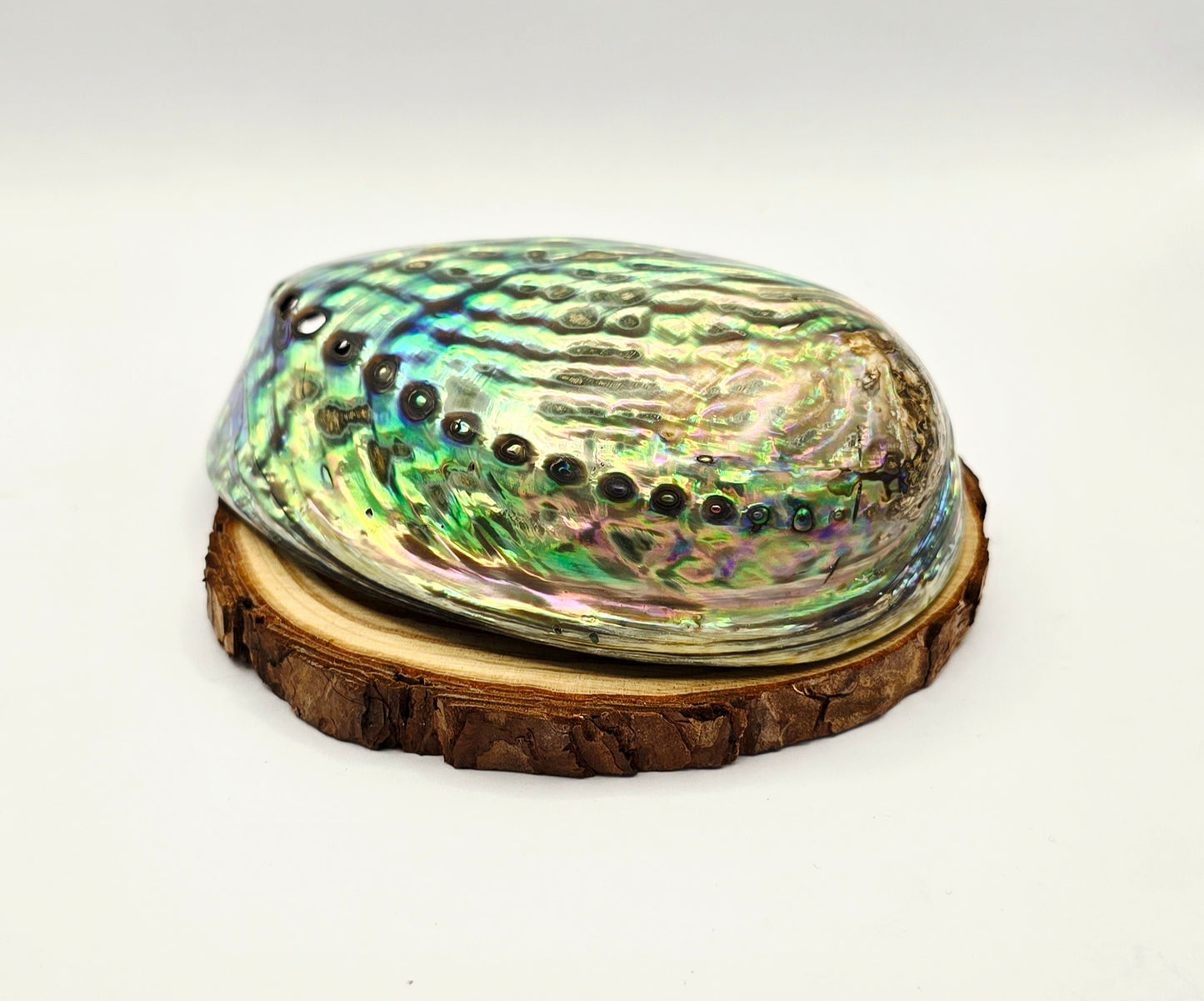 Abalone Shell